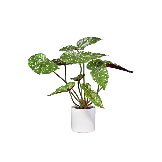 27-65CM Small Potted Begonia Plants,27-65CM Small Potted Begonia Plants