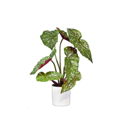 27-65CM Small Potted Begonia Plants,27-65CM Small Potted Begonia Plants