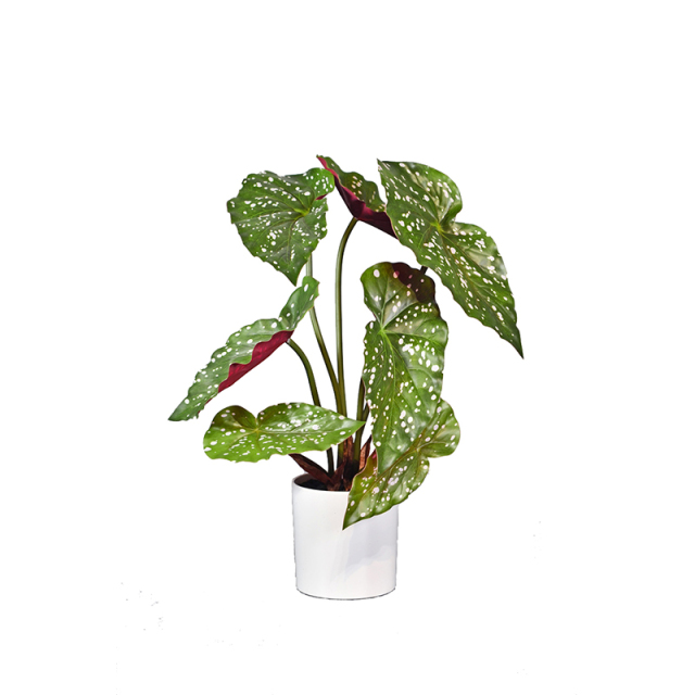 27-65CM Small Potted Begonia Plants,27-65CM Small Potted Begonia Plants