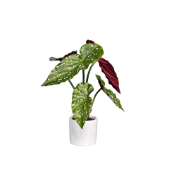 27-65CM Small Potted Begonia Plants,27-65CM Small Potted Begonia Plants