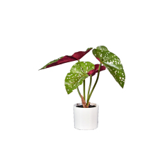 27-65CM Small Potted Begonia Plants,27-65CM Small Potted Begonia Plants