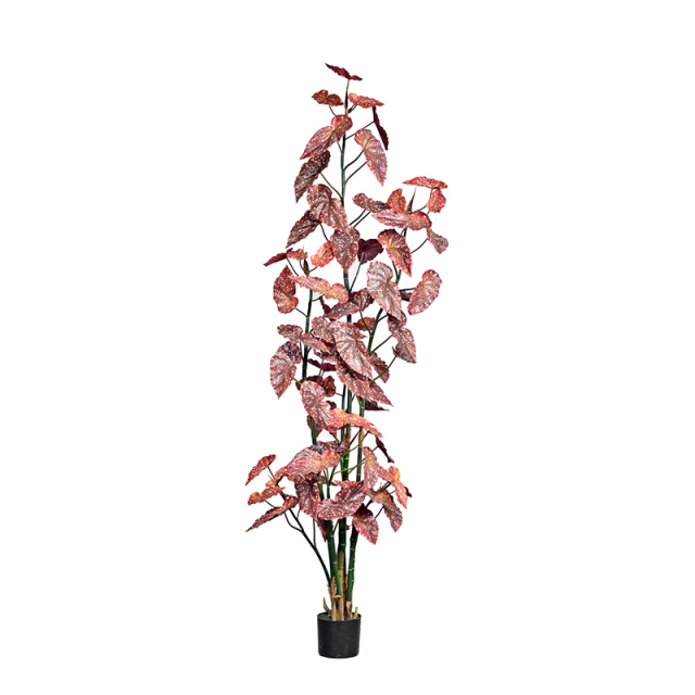 190CM 220CM 250CM Begonia Trees,190CM 220CM 250CM Begonia Trees