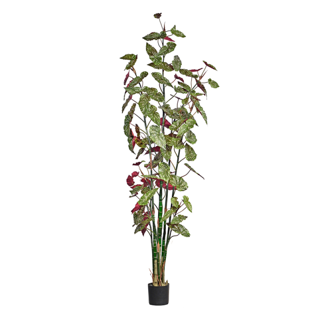 190CM 220CM 250CM Begonia Trees,190CM 220CM 250CM Begonia Trees