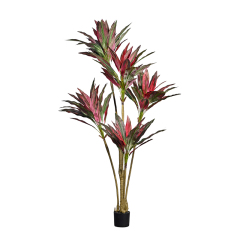 190CM-245CM Dracaena Trees,190CM-245CM Dracaena Trees