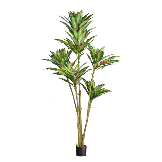 190CM-245CM Dracaena Trees,190CM-245CM Dracaena Trees