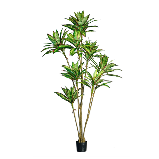 190CM-245CM Dracaena Trees,190CM-245CM Dracaena Trees