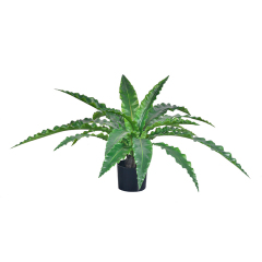 Potted Bird's Nest Fern Plants,Potted Bird's Nest Fern Plants