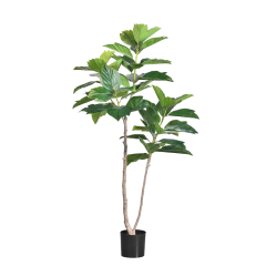 173CM Breadfruit Tree,173CM Breadfruit Tree