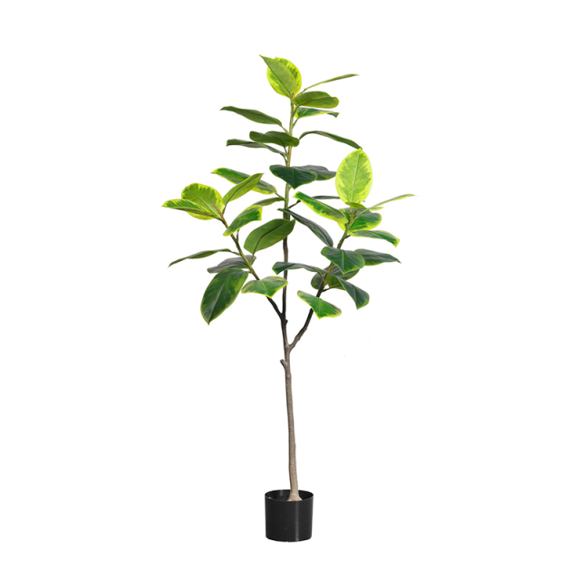 160CM Banyan Tree,160CM Banyan Tree