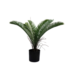 40CM 50CM Small Cycas Plants,40CM 50CM Small Cycas Plants