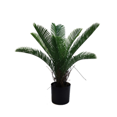 40CM 50CM Small Cycas Plants,40CM 50CM Small Cycas Plants