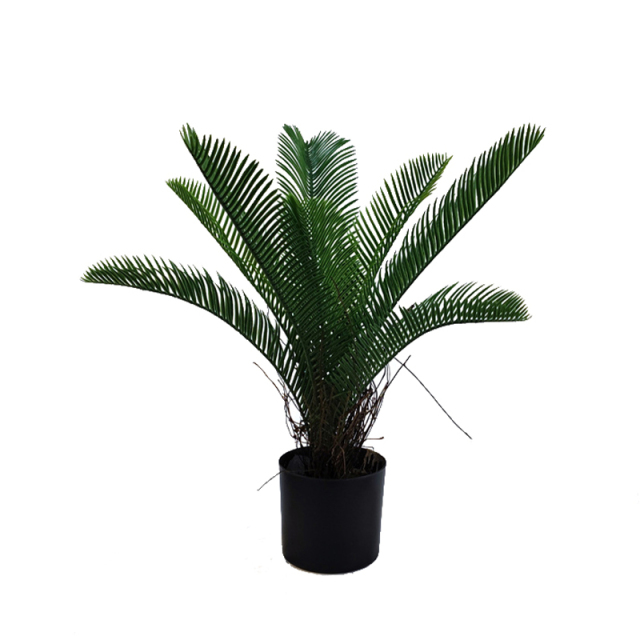 40CM 50CM Small Cycas Plants,40CM 50CM Small Cycas Plants