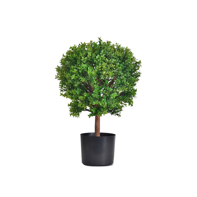 60CM 65CM Aglaia Odorata Tree (Natural Trunks),60CM 65CM Aglaia Odorata Tree (Natural Trunks)