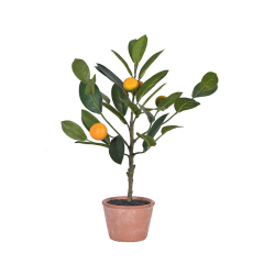 45CM 49CM 60CM Small Potted Orange Plants,45CM 49CM 60CM Small Potted Orange Plants