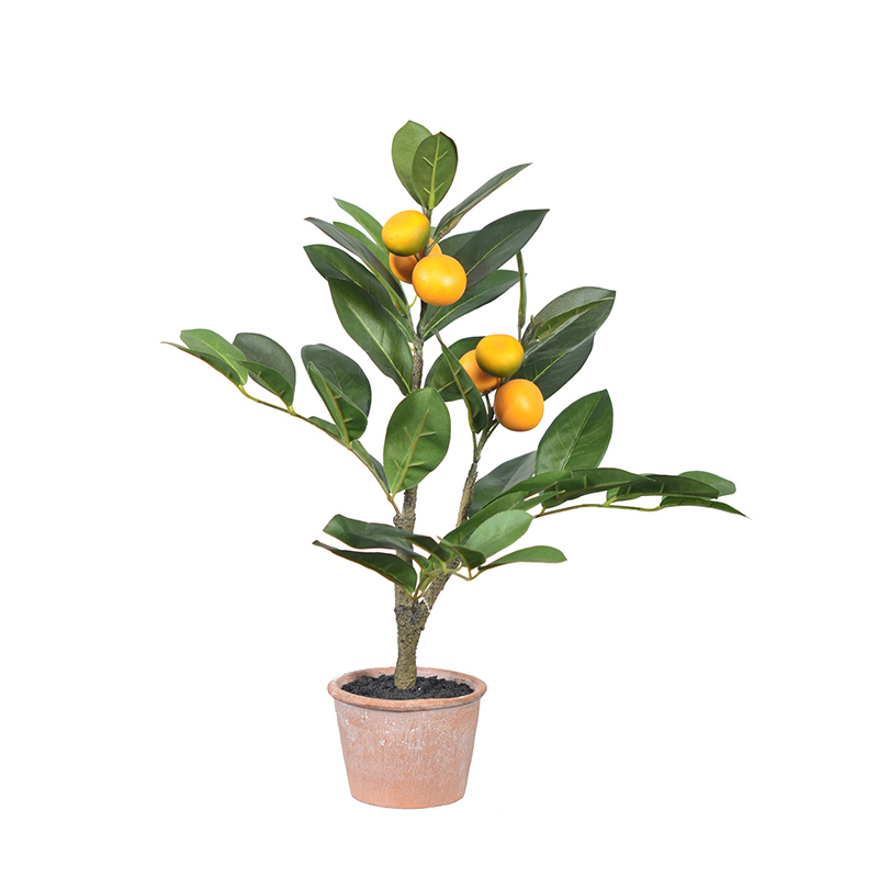 45CM 49CM 60CM Small Potted Orange Plants,45CM 49CM 60CM Small Potted Orange Plants