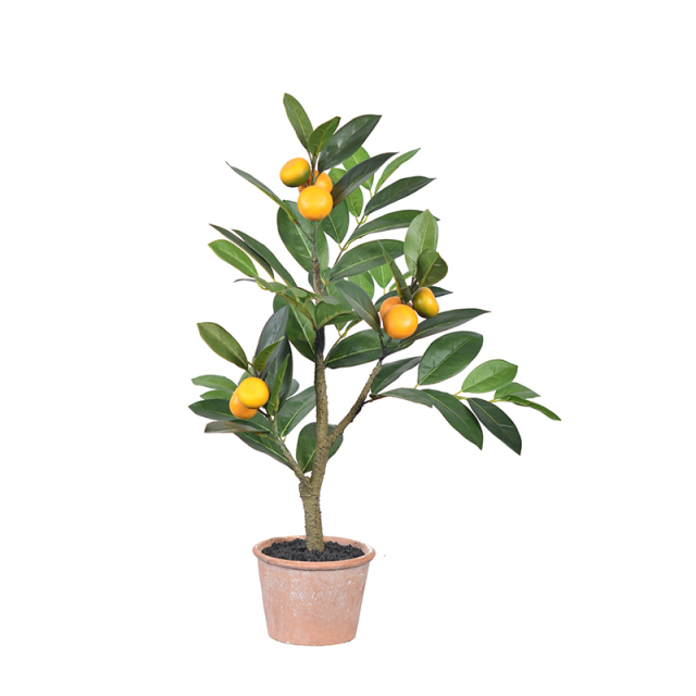 45CM 49CM 60CM Small Potted Orange Plants,45CM 49CM 60CM Small Potted Orange Plants