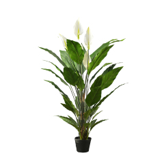 55CM 92CM 127CM Potted Peace Lily Plants,55CM 92CM 127CM Potted Peace Lily Plants