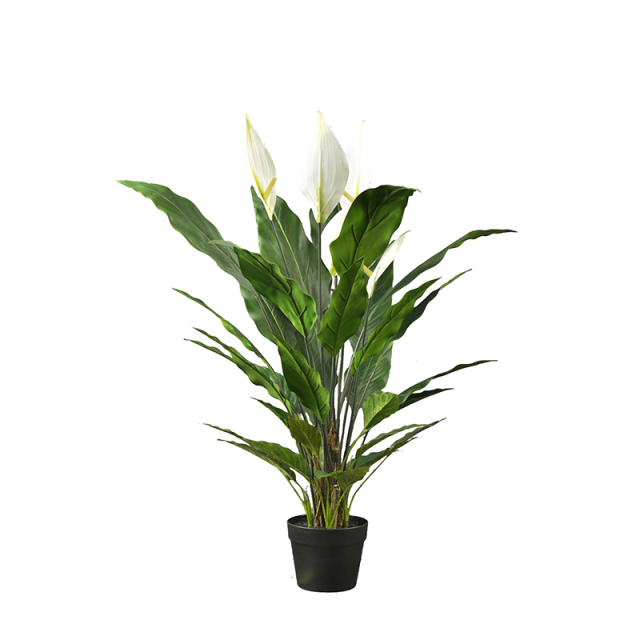55CM 92CM 127CM Potted Peace Lily Plants,55CM 92CM 127CM Potted Peace Lily Plants