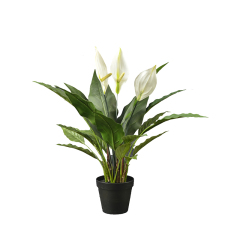 55CM 92CM 127CM Potted Peace Lily Plants,55CM 92CM 127CM Potted Peace Lily Plants