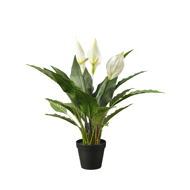 55CM 92CM 127CM Potted Peace Lily Plants,55CM 92CM 127CM Potted Peace Lily Plants