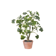 40CM Small Potted Ginkgo Plants,40CM Small Potted Ginkgo Plants