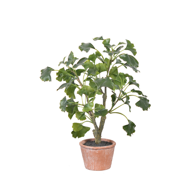 40CM Small Potted Ginkgo Plants,40CM Small Potted Ginkgo Plants