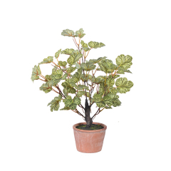 40CM Small Potted Ginkgo Plants,40CM Small Potted Ginkgo Plants