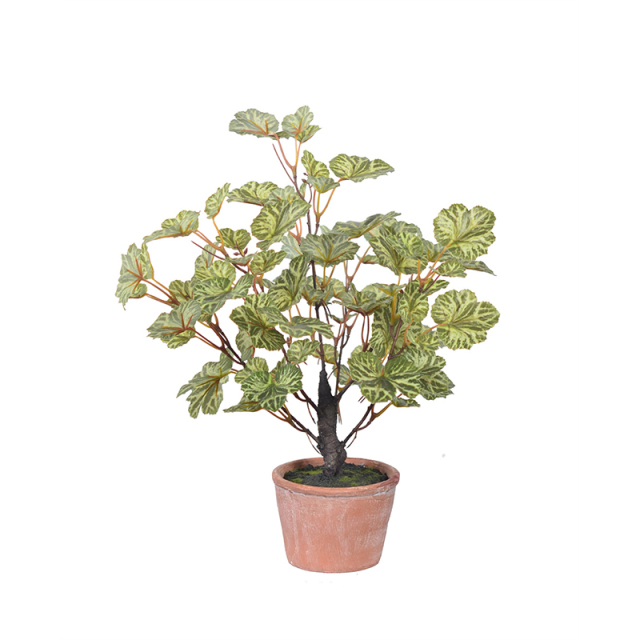 40CM Small Potted Ginkgo Plants,40CM Small Potted Ginkgo Plants