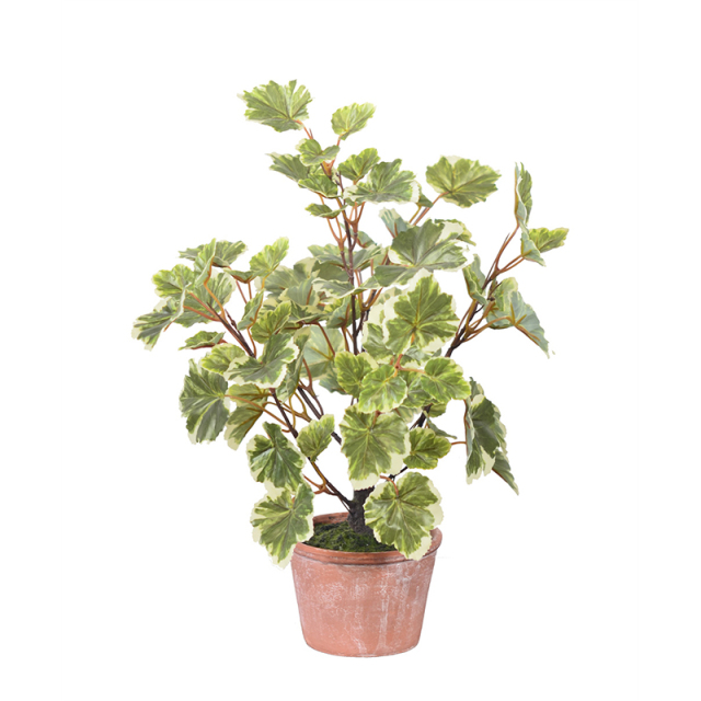 40CM Small Potted Ginkgo Plants,40CM Small Potted Ginkgo Plants