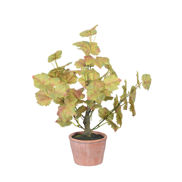 40CM Small Potted Ginkgo Plants,40CM Small Potted Ginkgo Plants