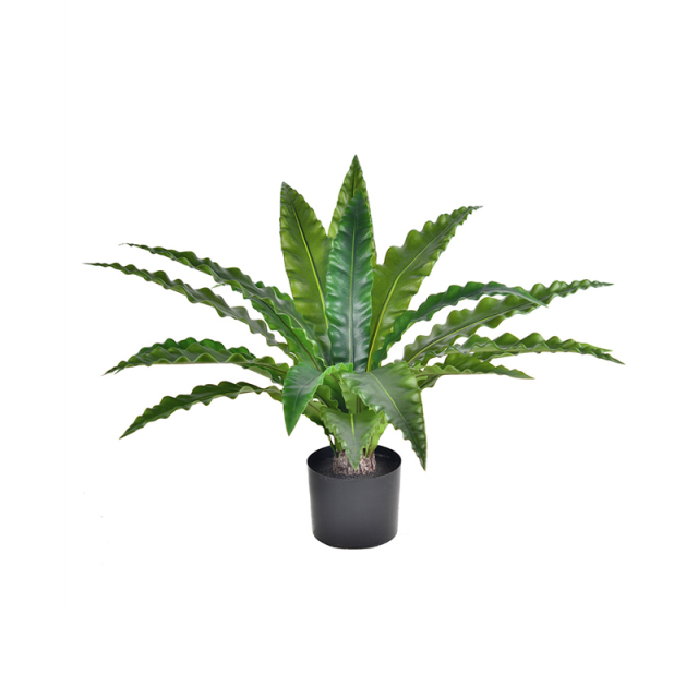 Potted Bird's Nest Fern Plants,Potted Bird's Nest Fern Plants