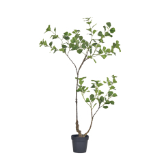 90CM 120CM Ficus Trees,90CM 120CM Ficus Trees