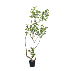 90CM 120CM Ficus Trees,90CM 120CM Ficus Trees