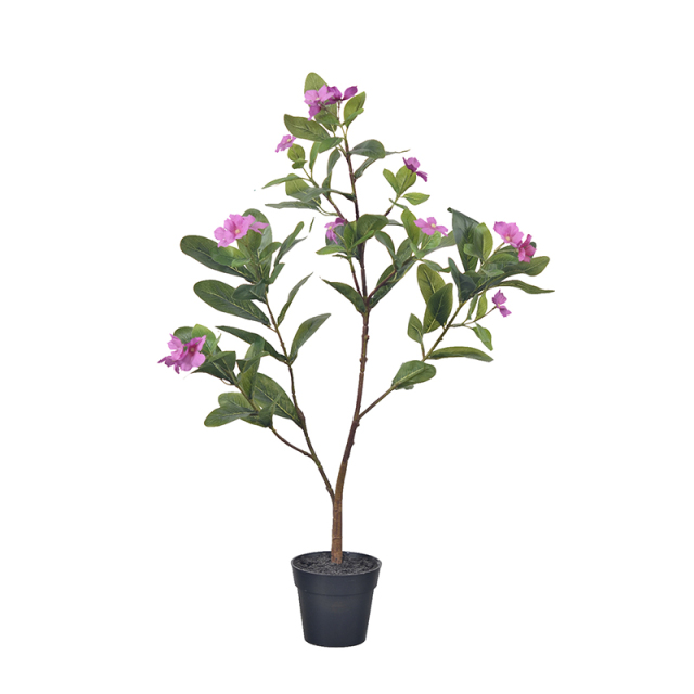 60CM 75CM Potted Rosy Periwinkle Flower Plants,60CM 75CM Potted Rosy Periwinkle Flower Plants