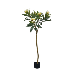 140CM-270CM Plumeria Flower Trees,140CM-270CM Plumeria Flower Trees