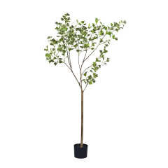 160CM Variegated Ficus Tree,160CM Variegated Ficus Tree