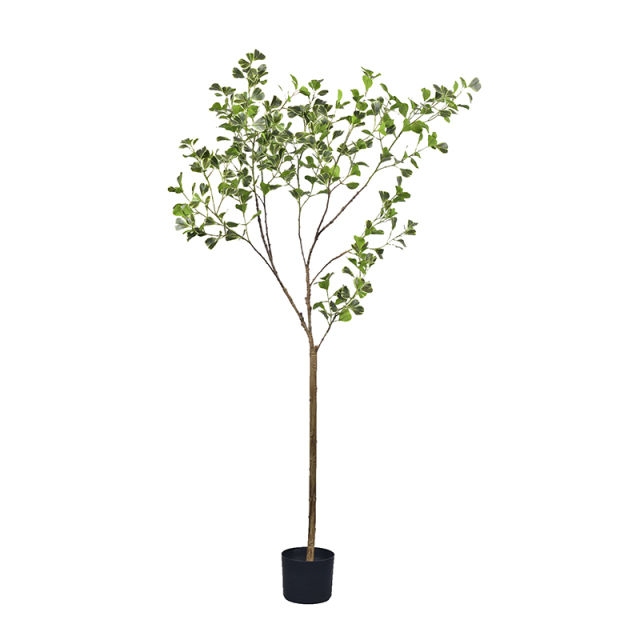 160CM Variegated Ficus Tree,160CM Variegated Ficus Tree