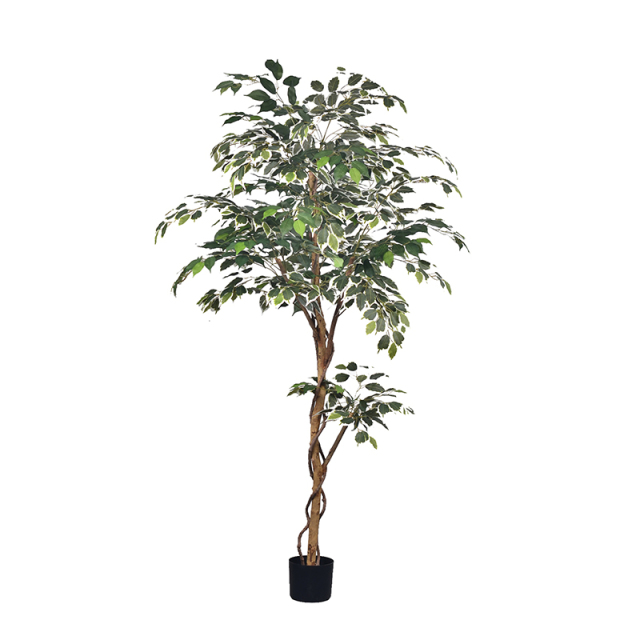 180CM Ficus Trees with Natural Trunks,180CM Ficus Trees with Natural Trunks