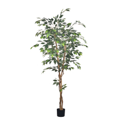 180CM Ficus Trees with Natural Trunks,180CM Ficus Trees with Natural Trunks