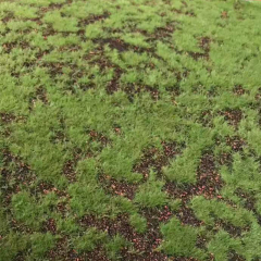 Red Sand Short-Pile Artificial Moss Turfs,Red Sand Short-Pile Artificial Moss Turfs