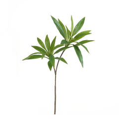 2-Branch Cordyline Plant,2-Branch Cordyline Plant