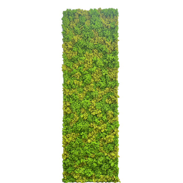 Customized Sizes Preserved Reindeer Moss Wall,Customized Sizes Preserved Reindeer Moss Wall