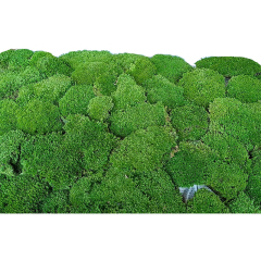 Preserved Pole Moss,Preserved Pole Moss