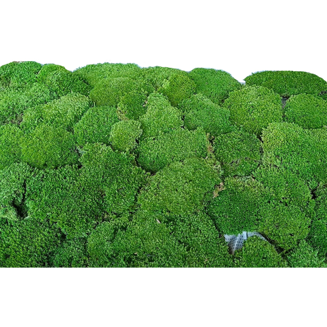 Preserved Pole Moss,Preserved Pole Moss