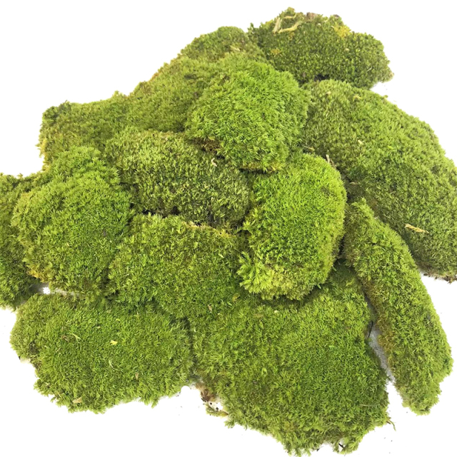 Preserved Pole Moss,Preserved Pole Moss