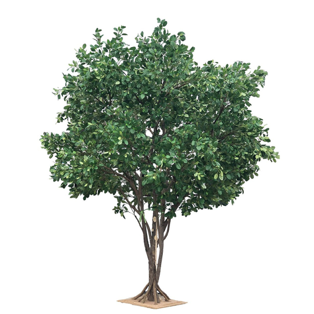 400CM Large Size Lemon Tree (without fruits),400CM Large Size Lemon Tree (without fruits)