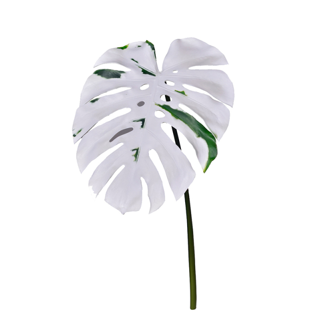 White Color Monstera Single Leaves,White Color Monstera Single Leaves