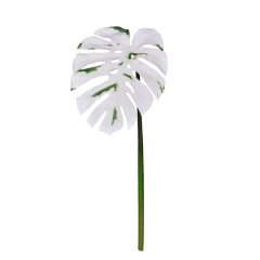White Color Monstera Single Leaves,White Color Monstera Single Leaves