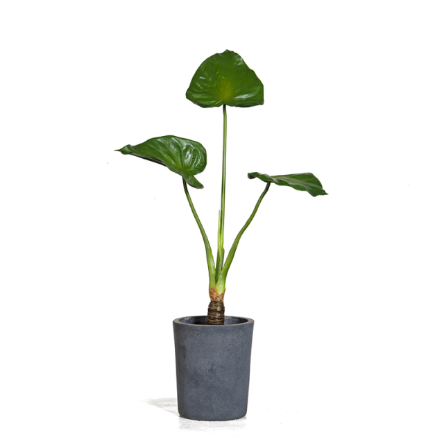 3 Headed PU Alocasia Leaf Plant,3 Headed PU Alocasia Leaf Plant