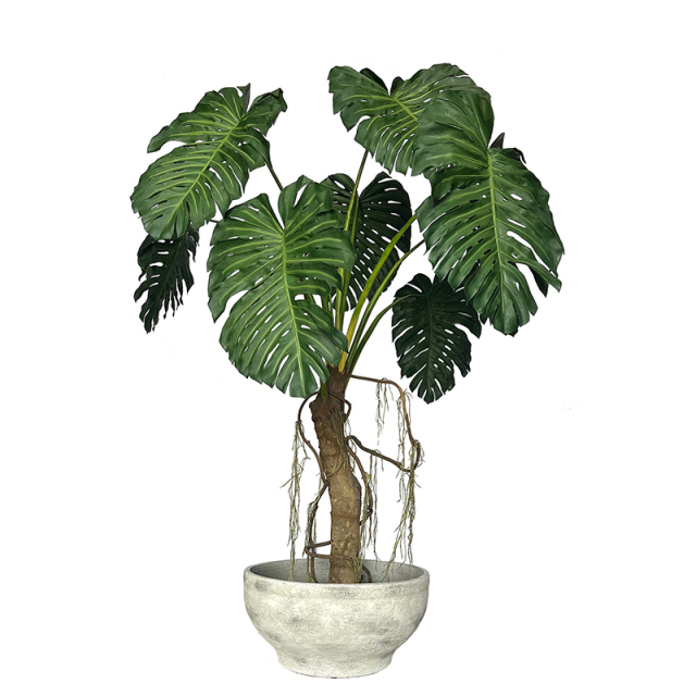 270CM Big Size Monstera Tree in Cement Pot,270CM Big Size Monstera Tree in Cement Pot
